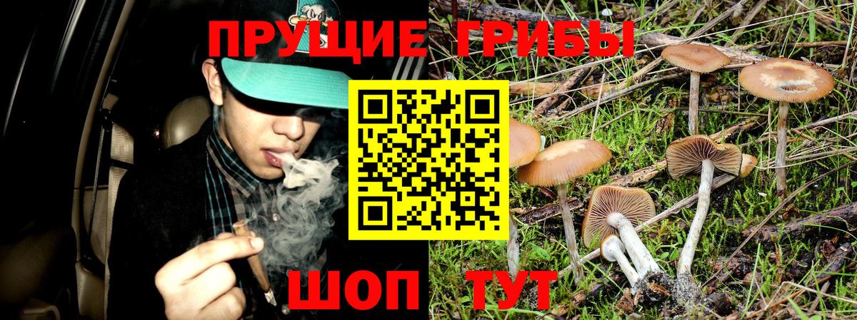 Галлюциногенные грибы прущие грибы Малгобек